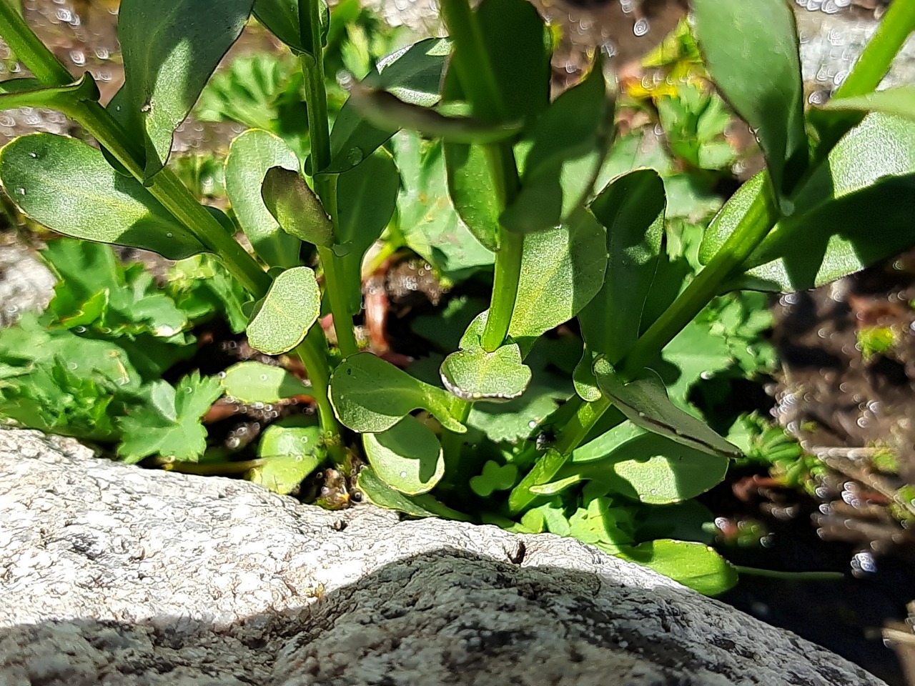 Barbarea platycarpa
