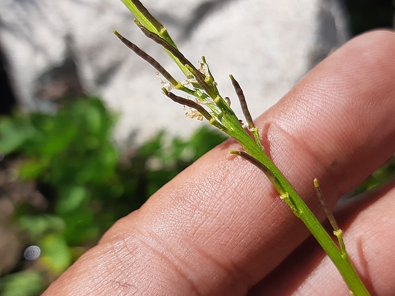 Barbarea platycarpa