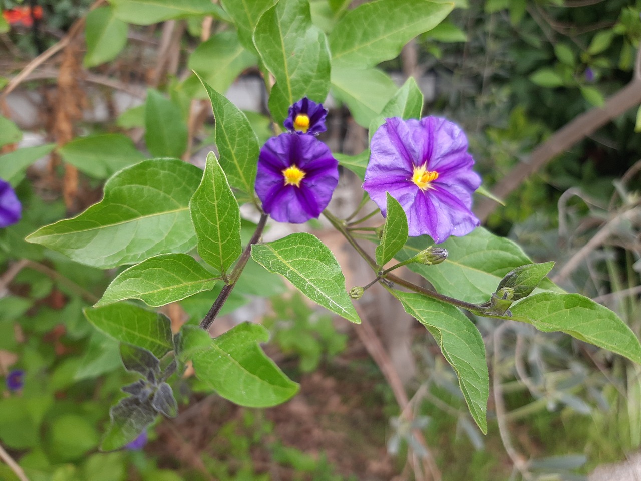 Solanum rantonnetii