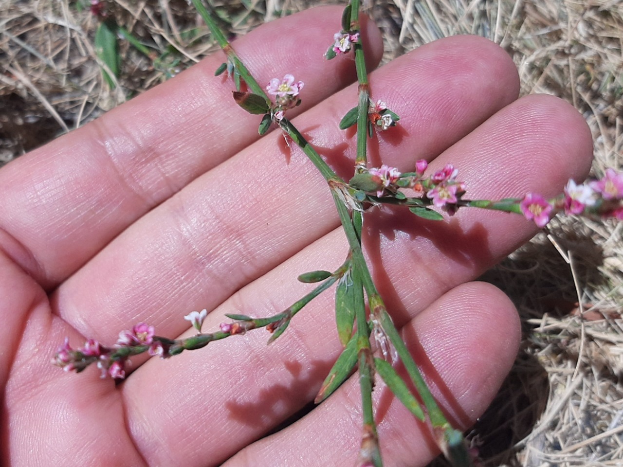 Polygonum equisetiforme