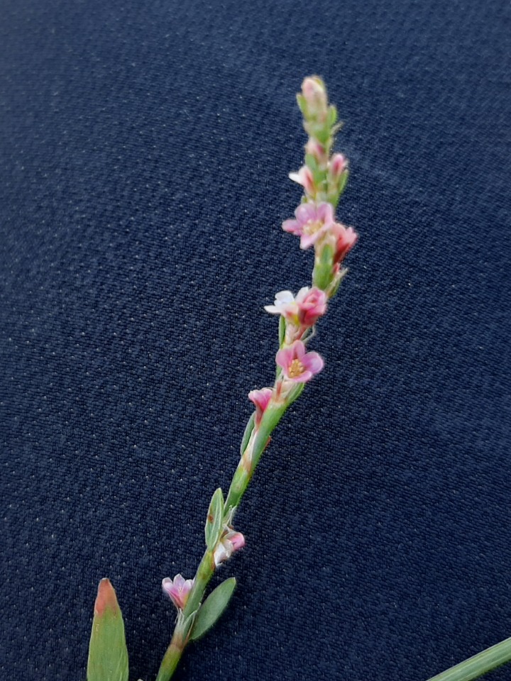 Polygonum equisetiforme