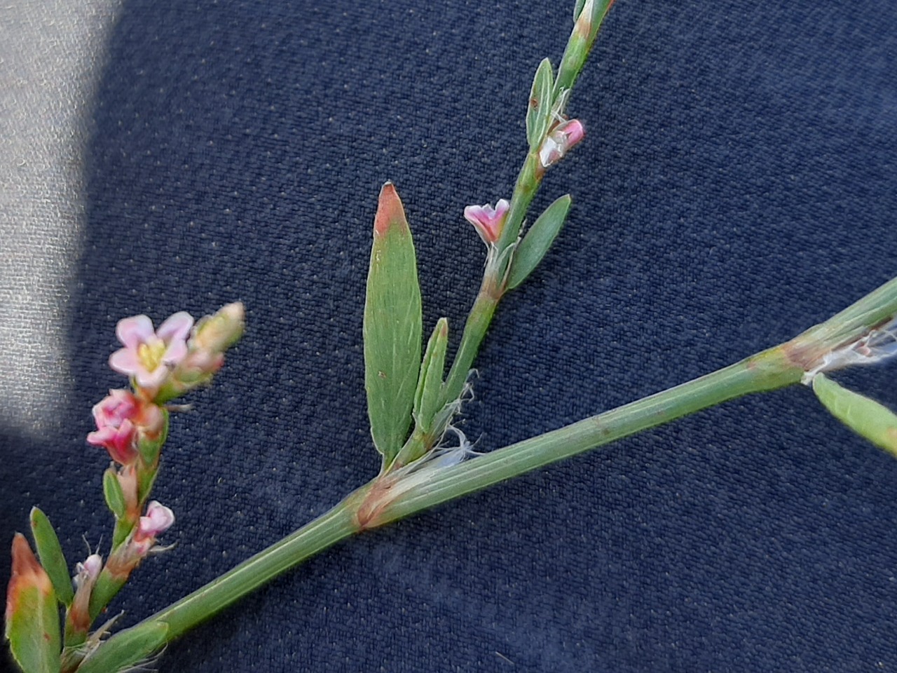Polygonum equisetiforme