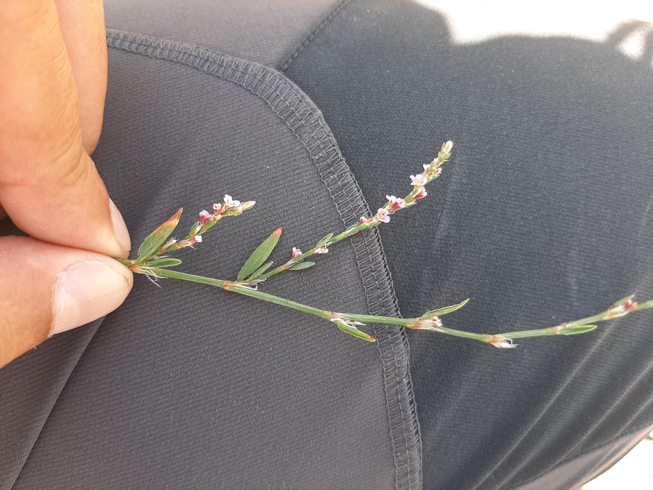 Polygonum equisetiforme