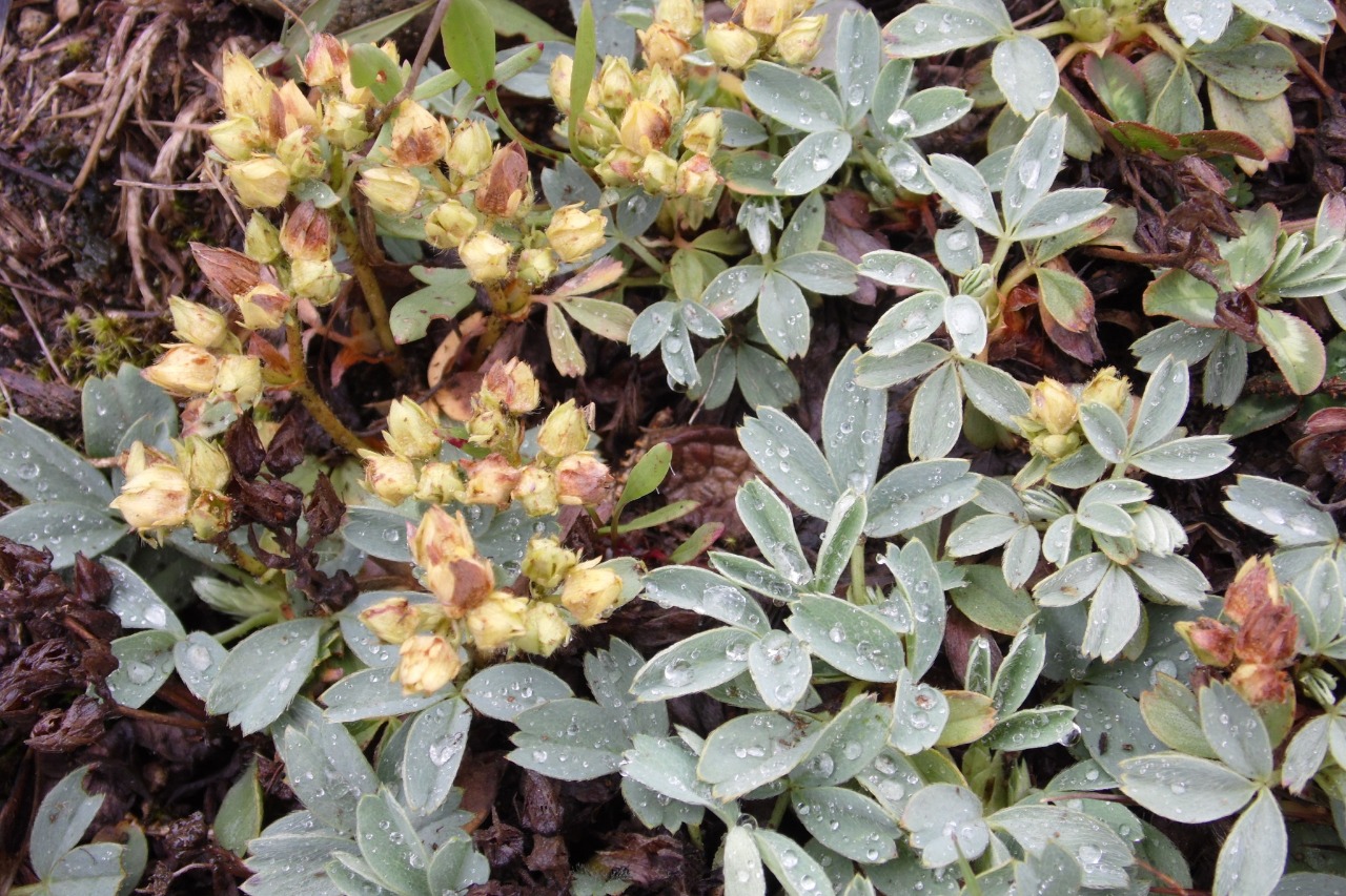 Sibbaldia parviflora