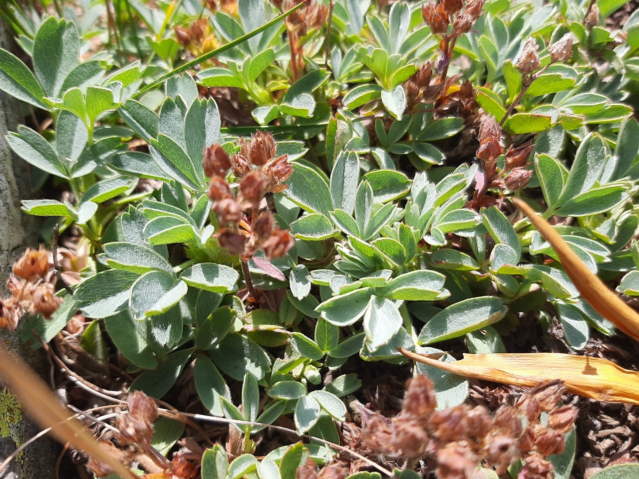 Sibbaldia parviflora