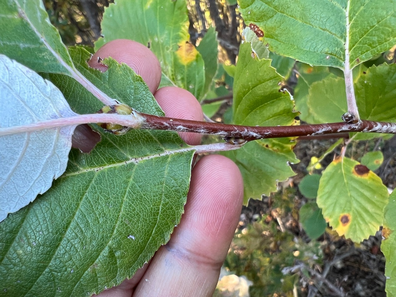Sorbus taurica