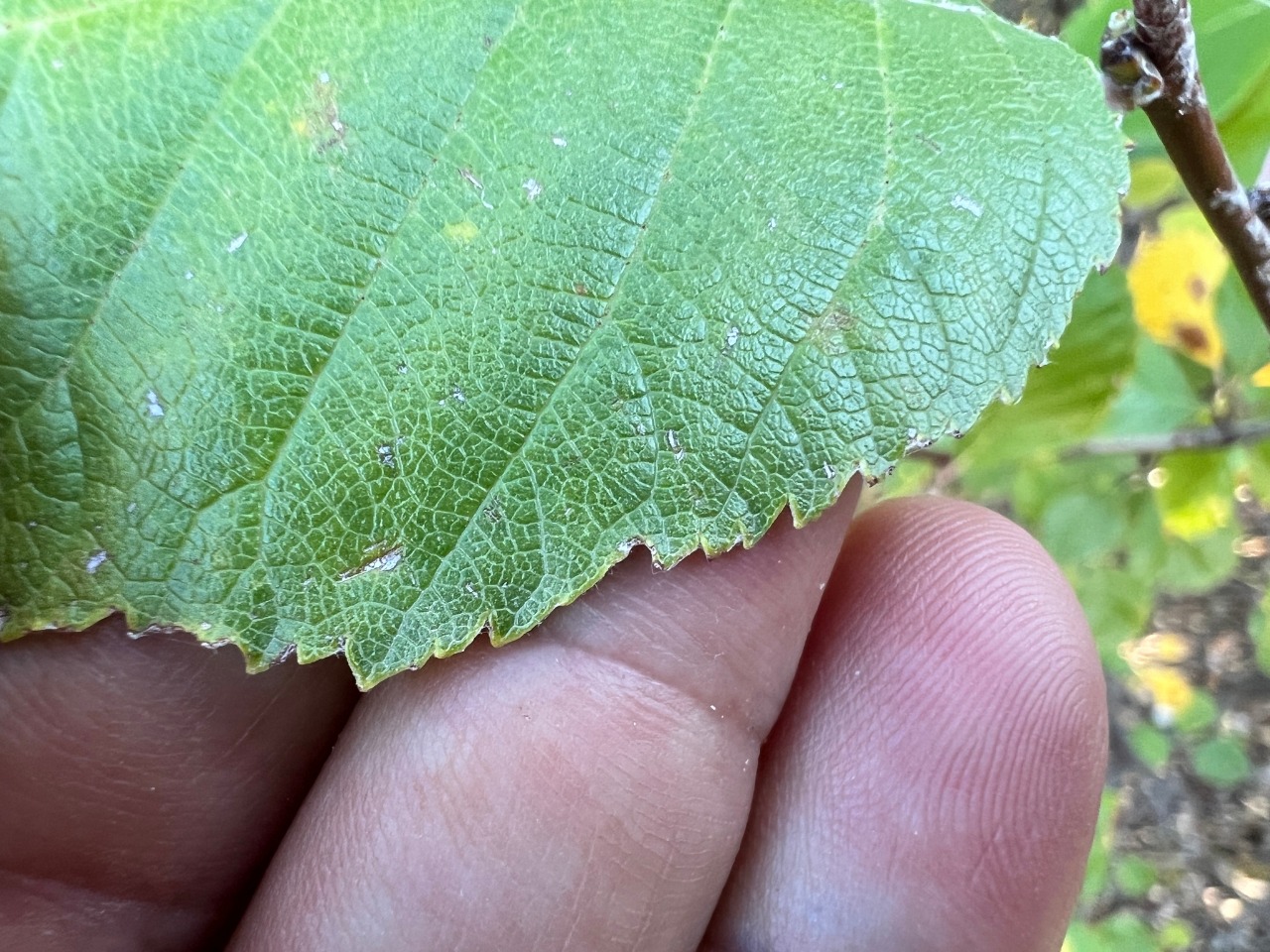 Sorbus taurica