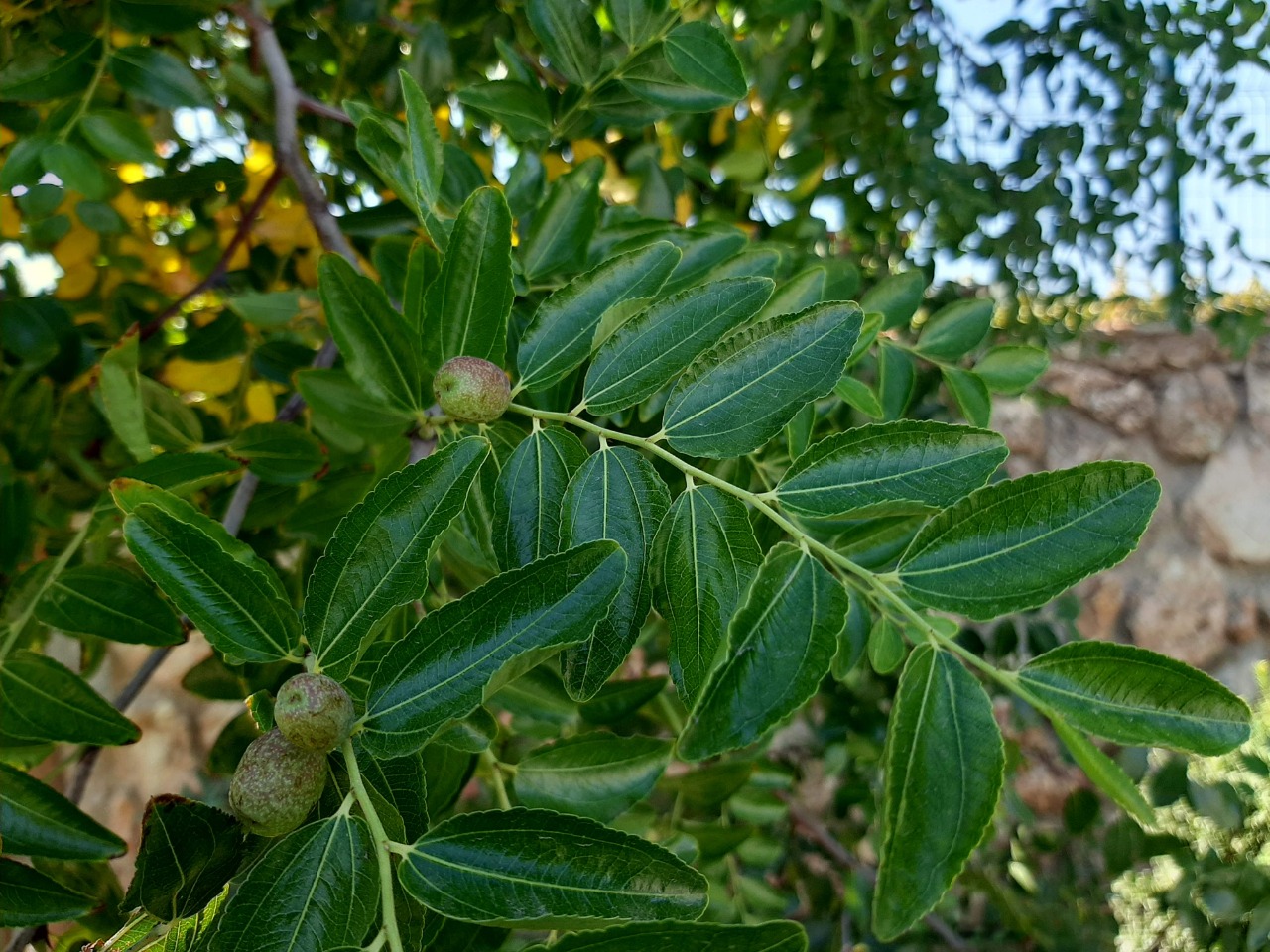 Ziziphus jujuba