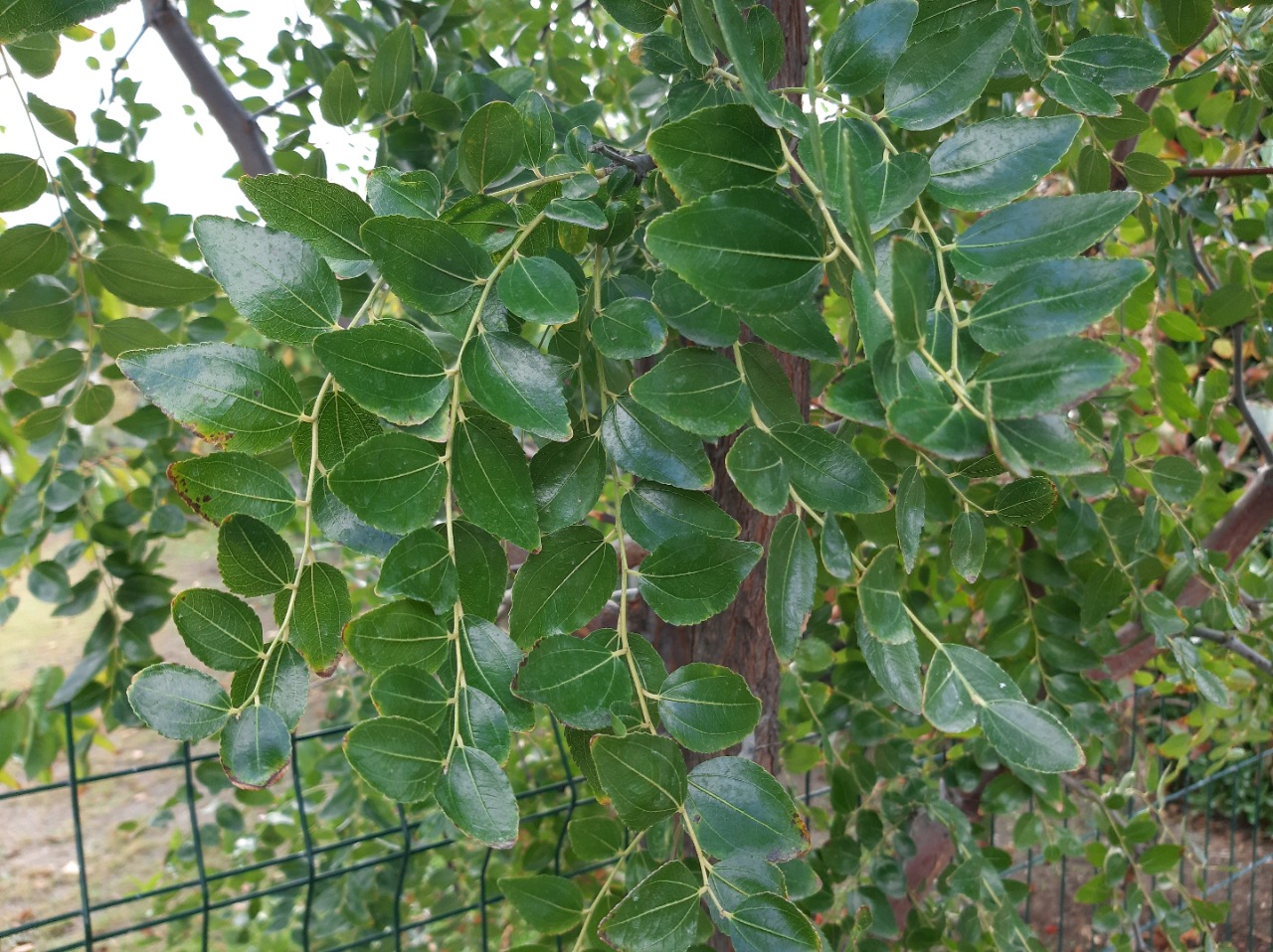Ziziphus jujuba