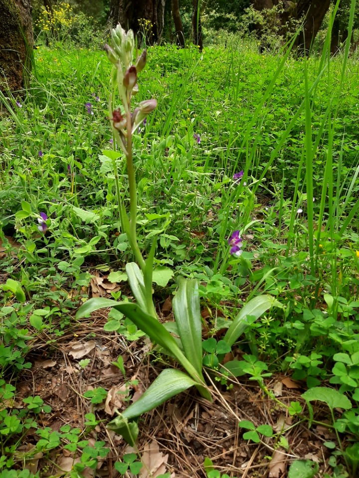 Himantoglossum comperianum
