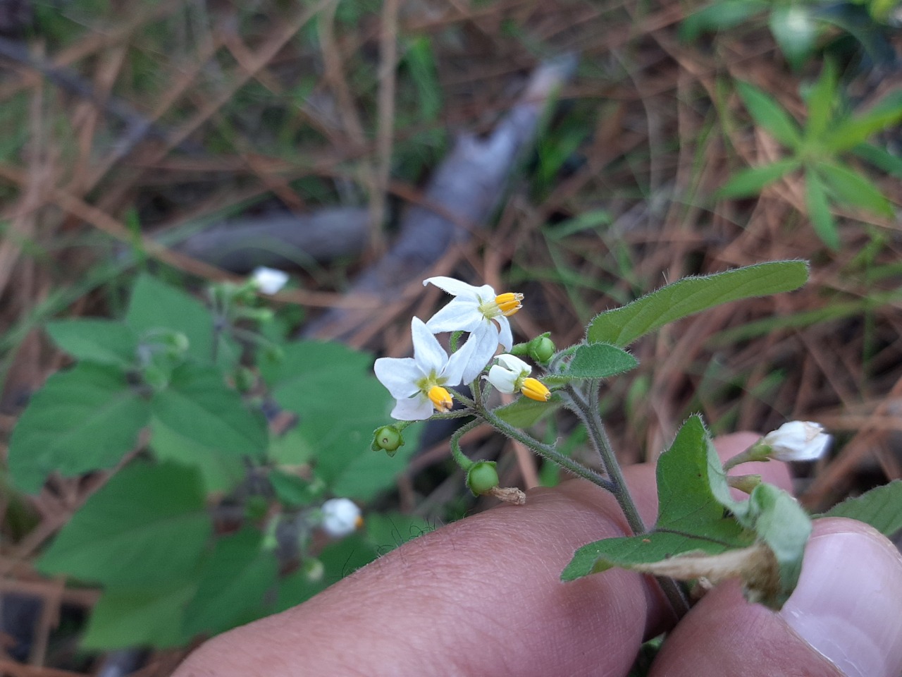 Solanum nigrum