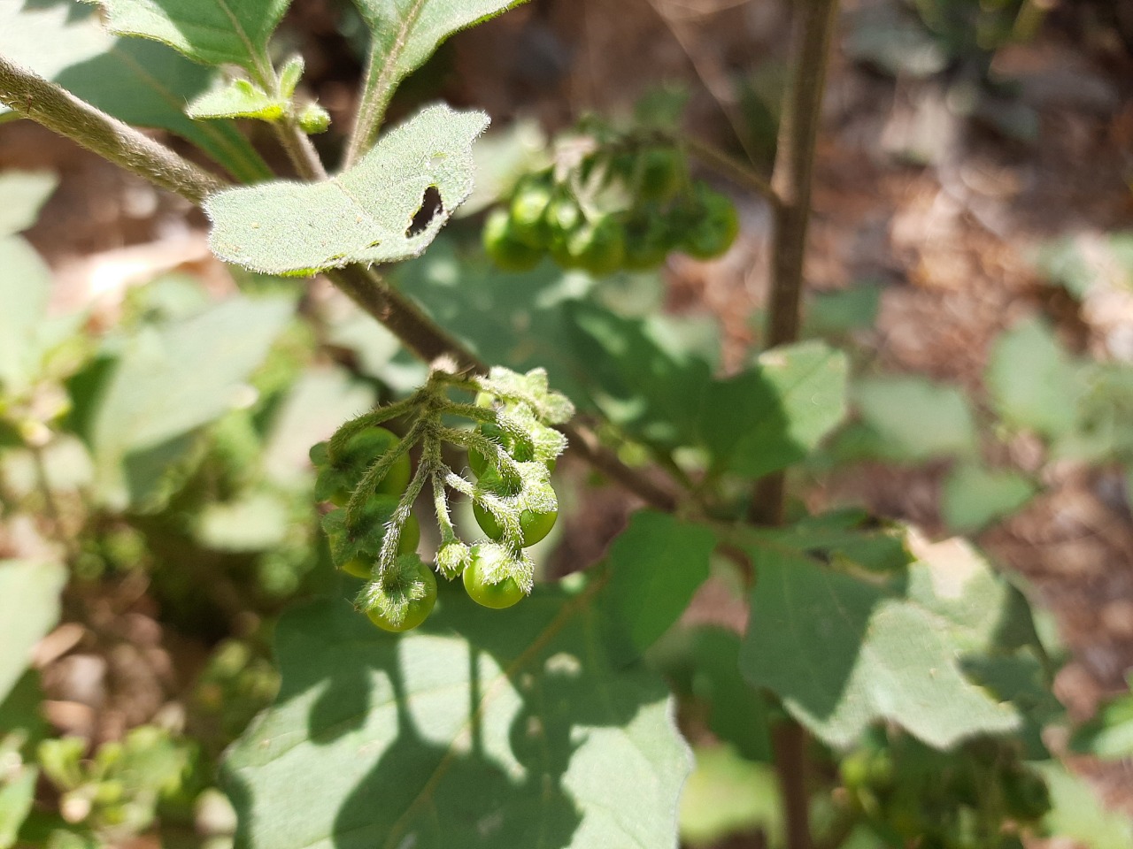 Solanum nigrum