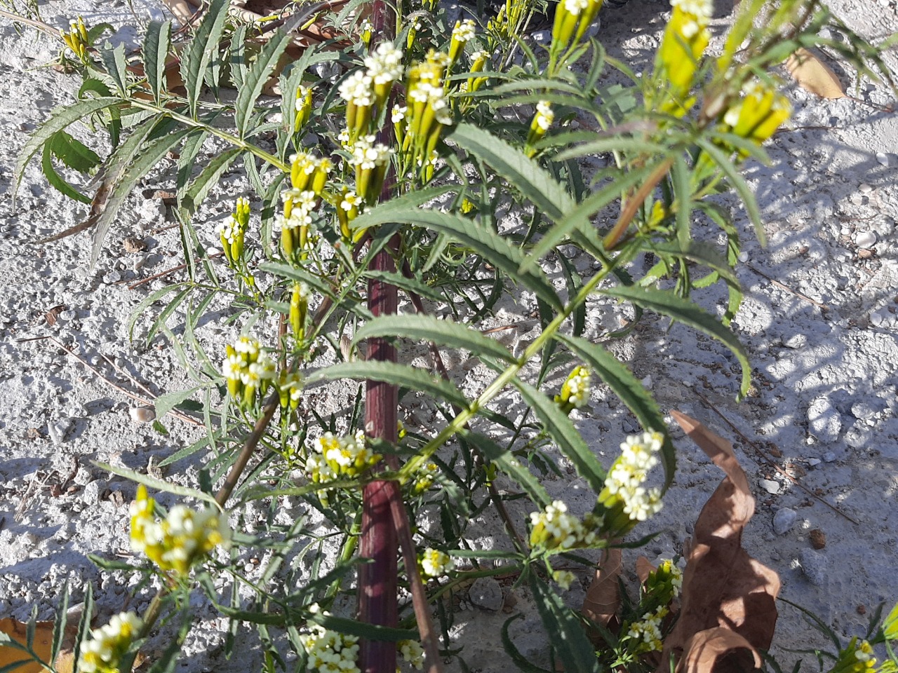 Tagetes minuta