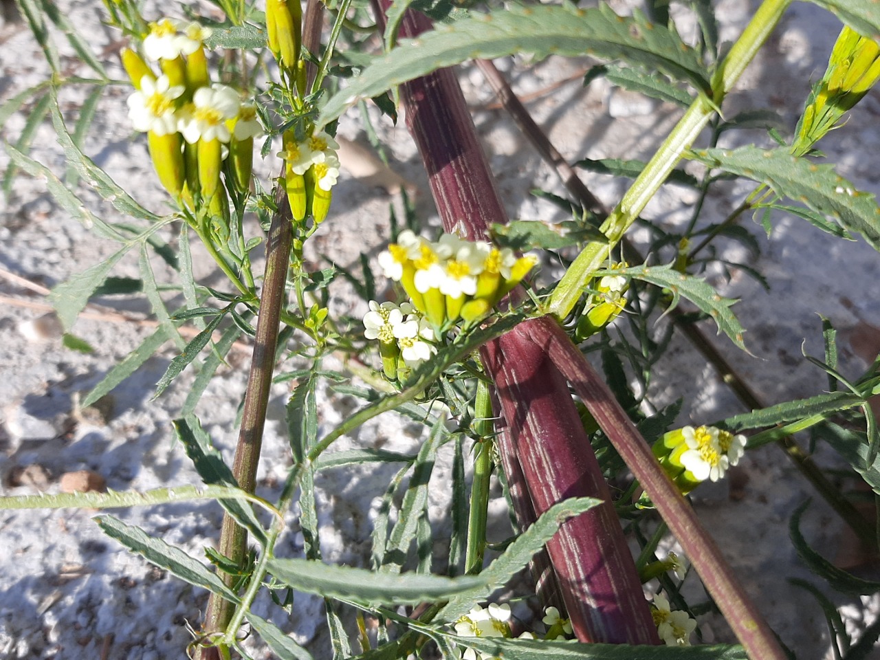 Tagetes minuta