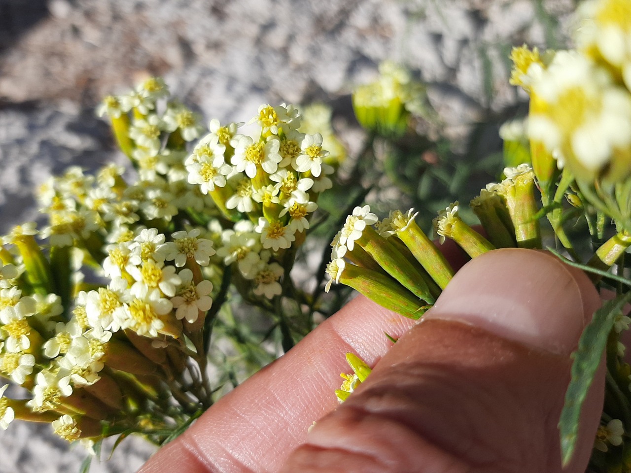 Tagetes minuta