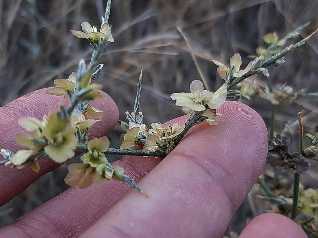 Noaea mucronata