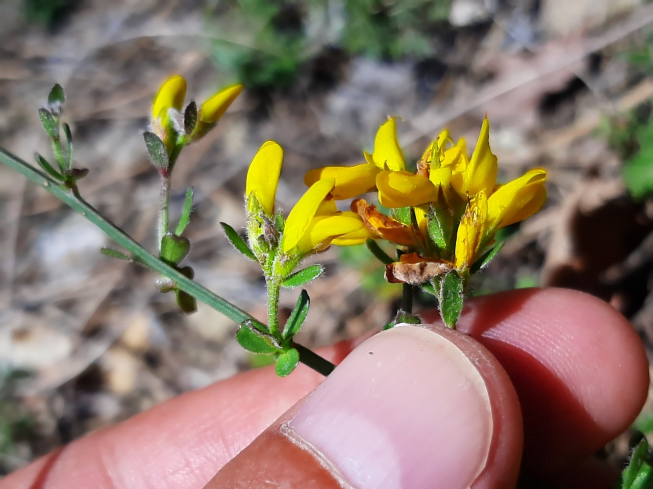 Genista januensis