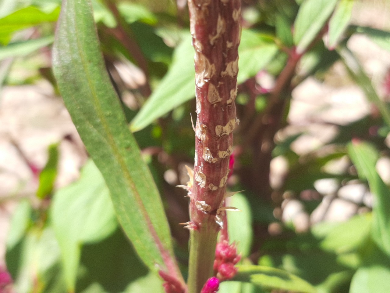 Celosia argentea