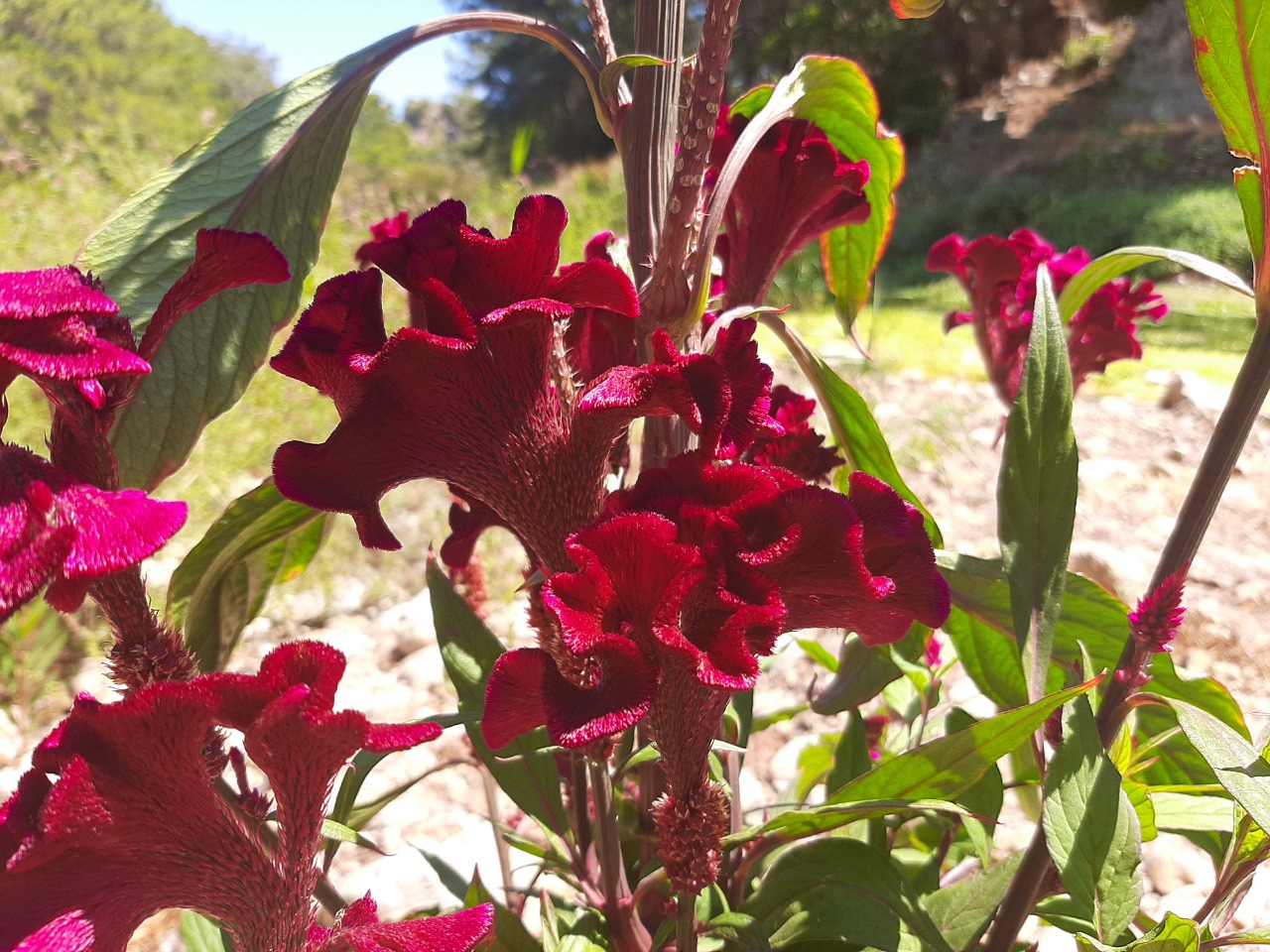 Celosia argentea