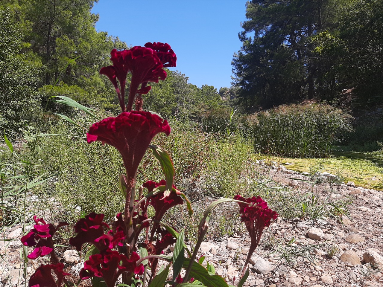 Celosia argentea