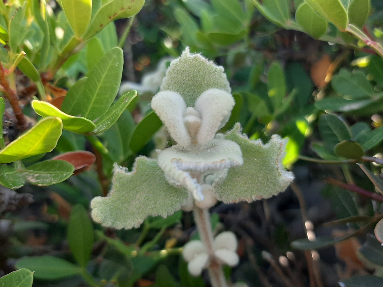 Pseudodictamnus acetabulosus