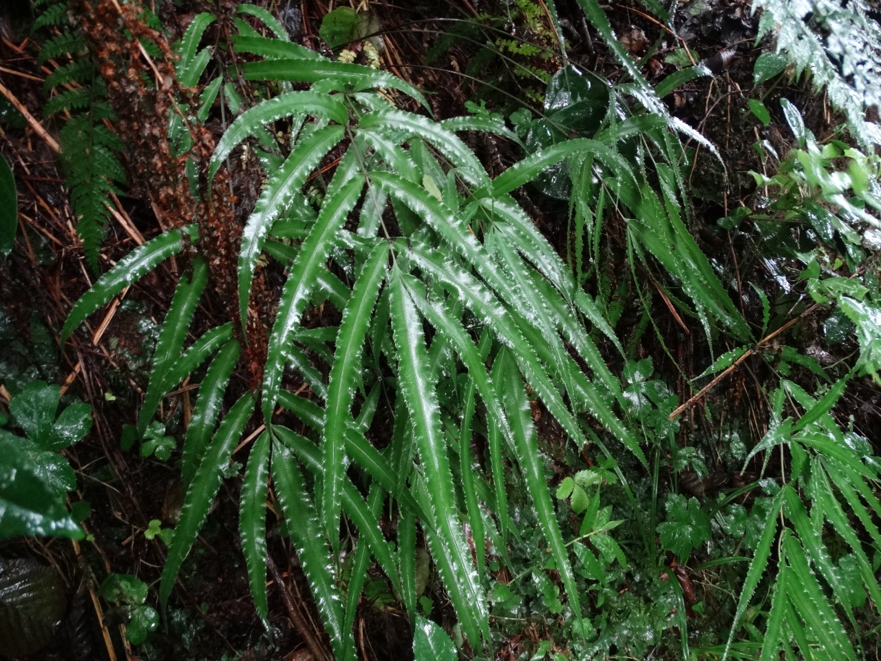 Pteris cretica