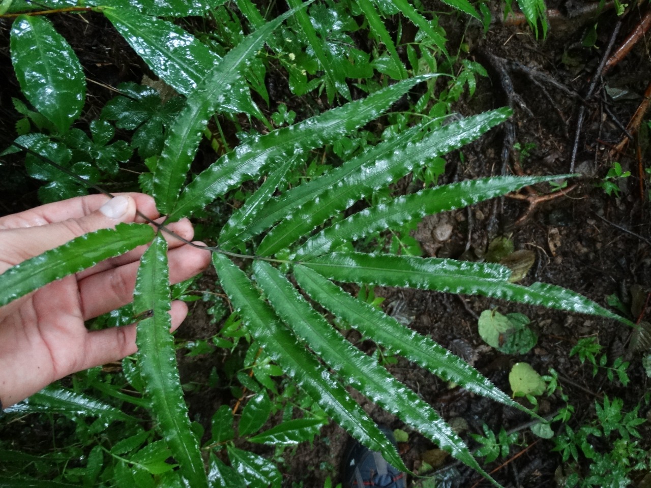 Pteris cretica