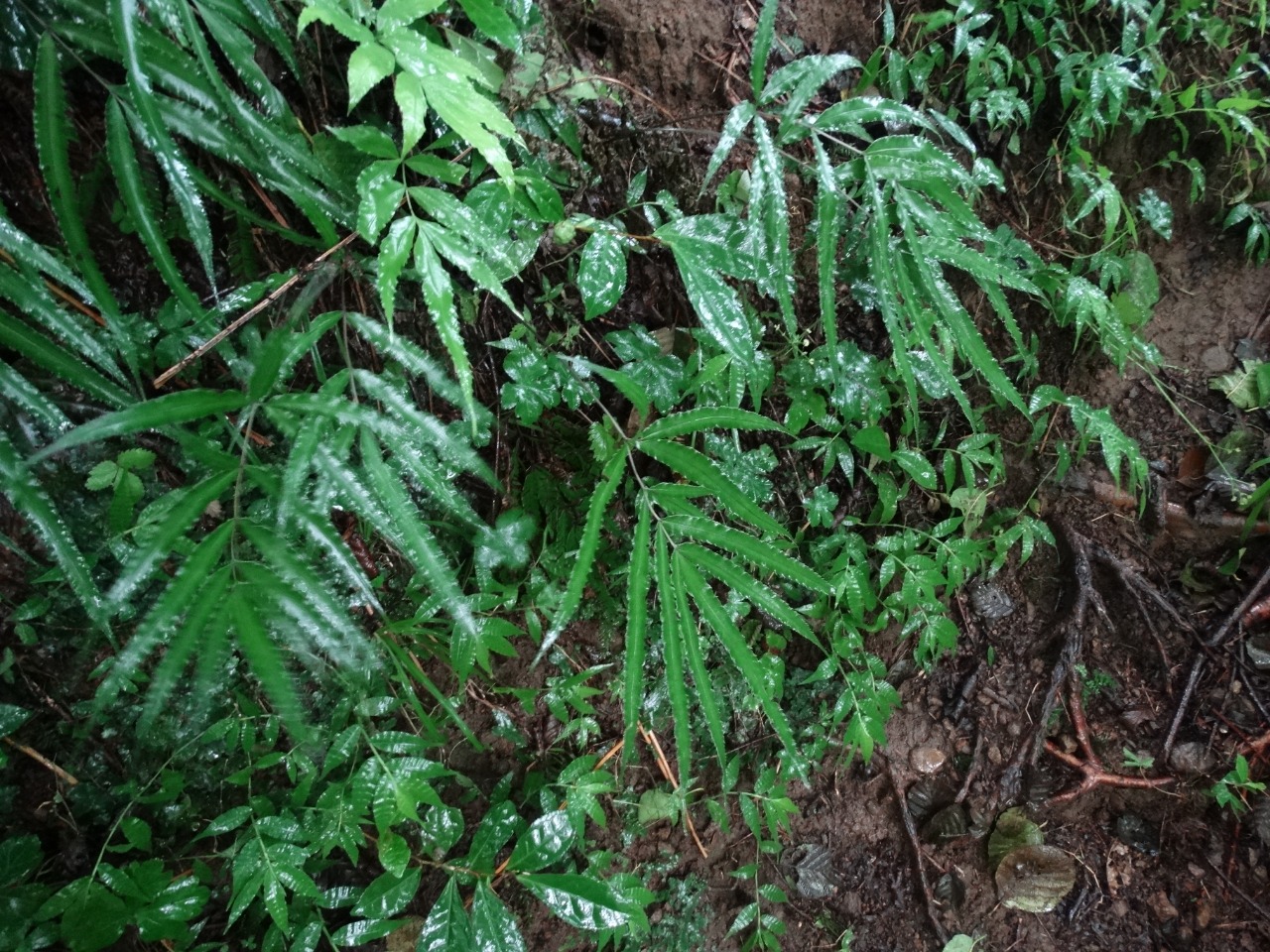 Pteris cretica