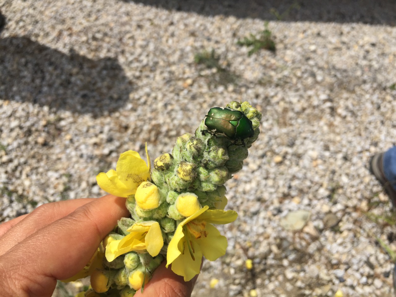 Verbascum ovalifolium