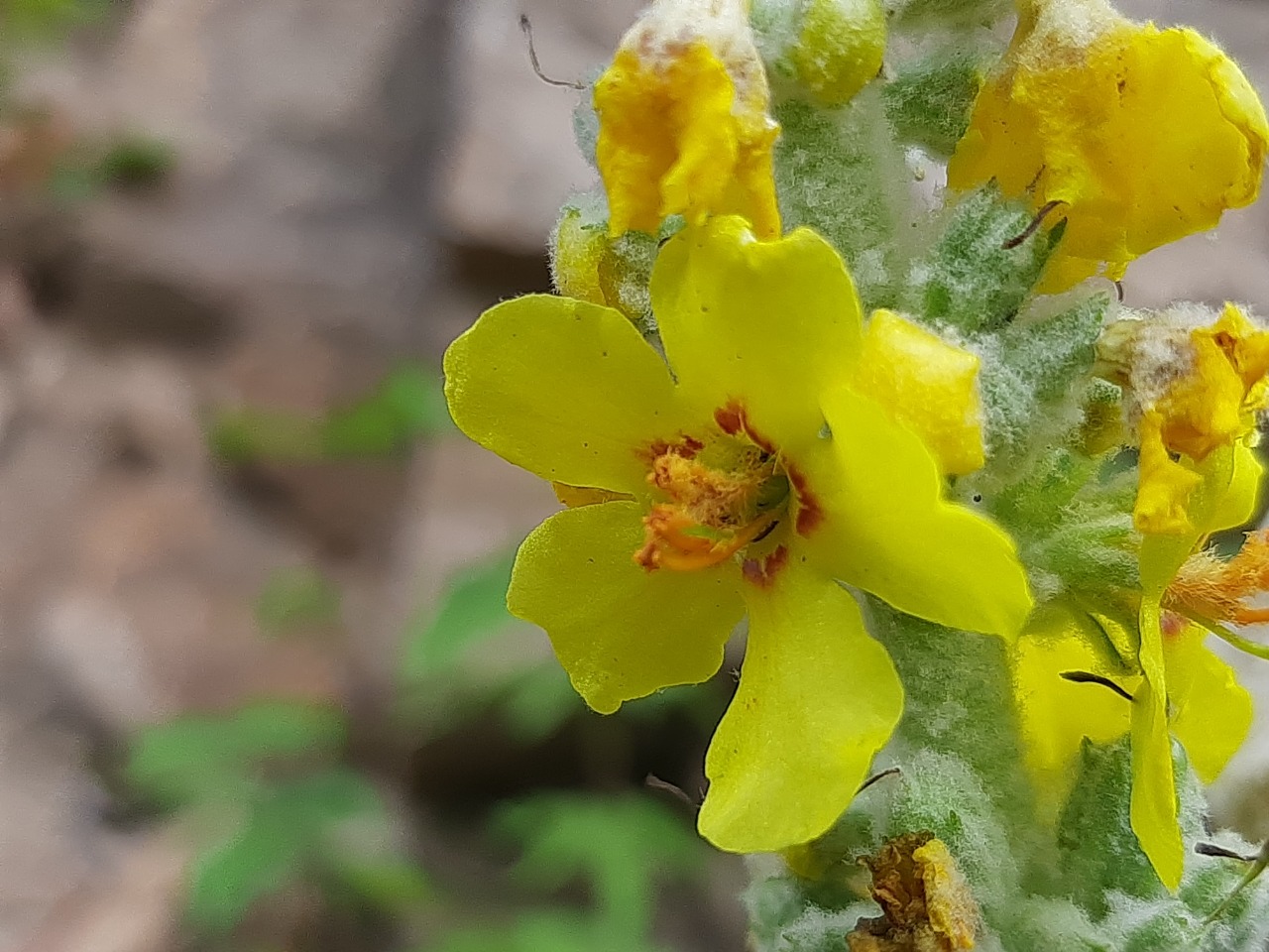 Verbascum ovalifolium