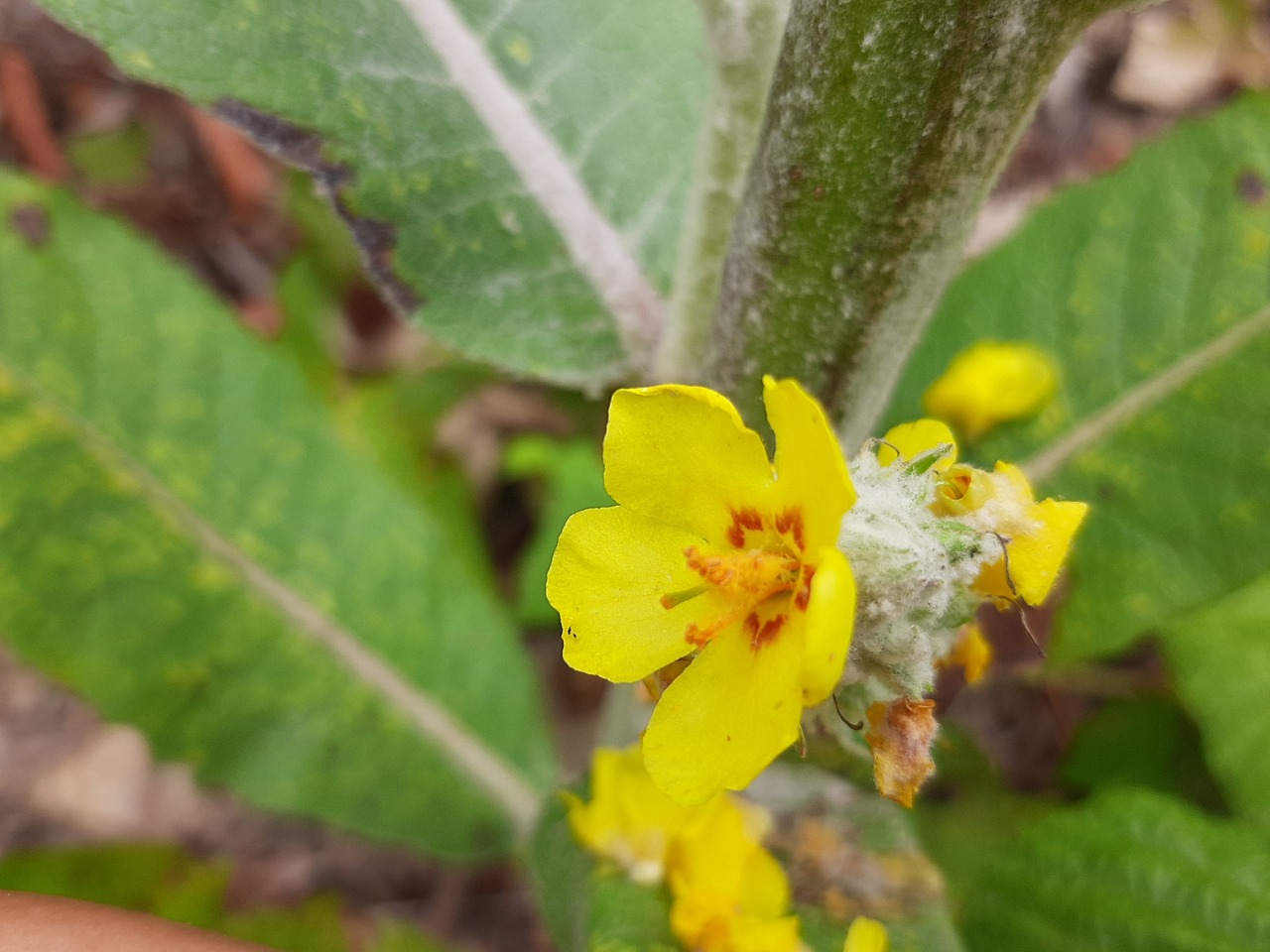 Verbascum ovalifolium