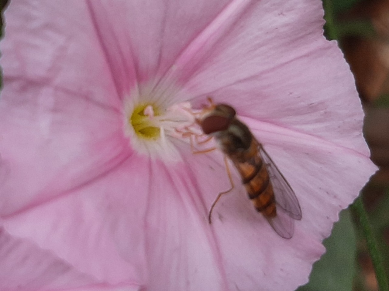 Episyrphus balteatus