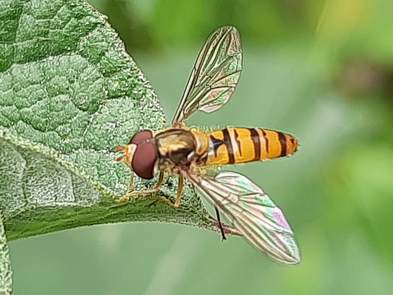 Episyrphus balteatus