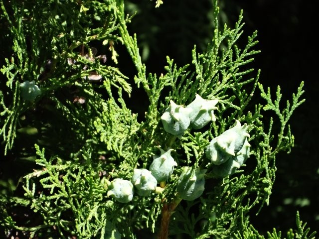 Platycladus orientalis