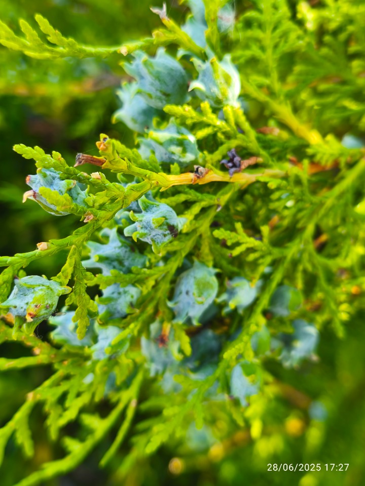 Platycladus orientalis