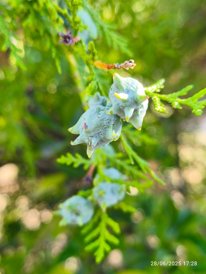 Platycladus orientalis