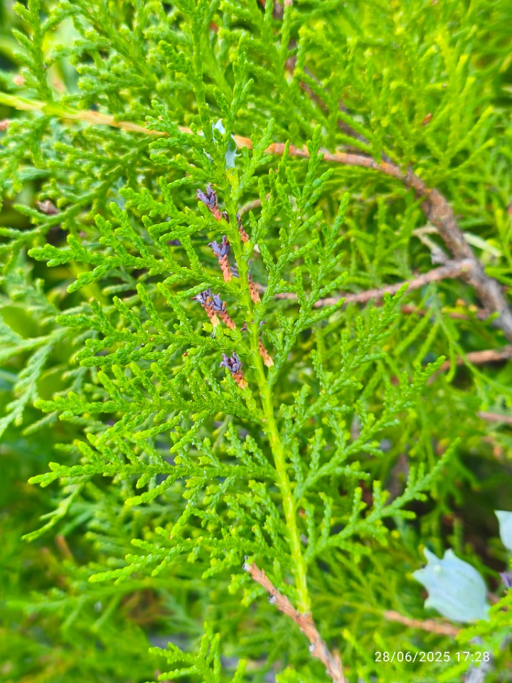 Platycladus orientalis