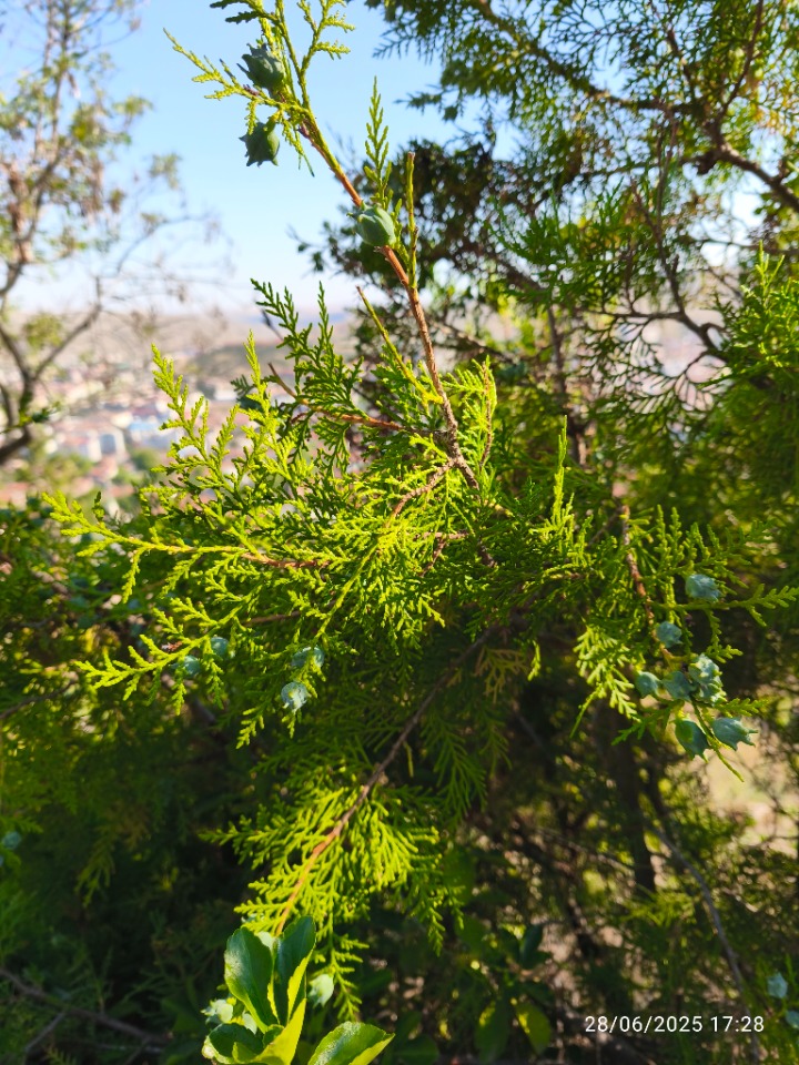 Platycladus orientalis