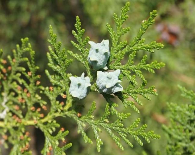 Platycladus orientalis