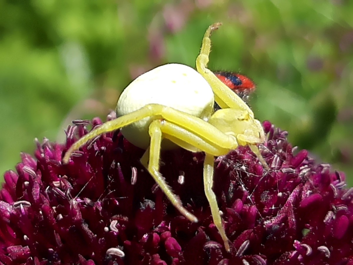 Misumena vatia