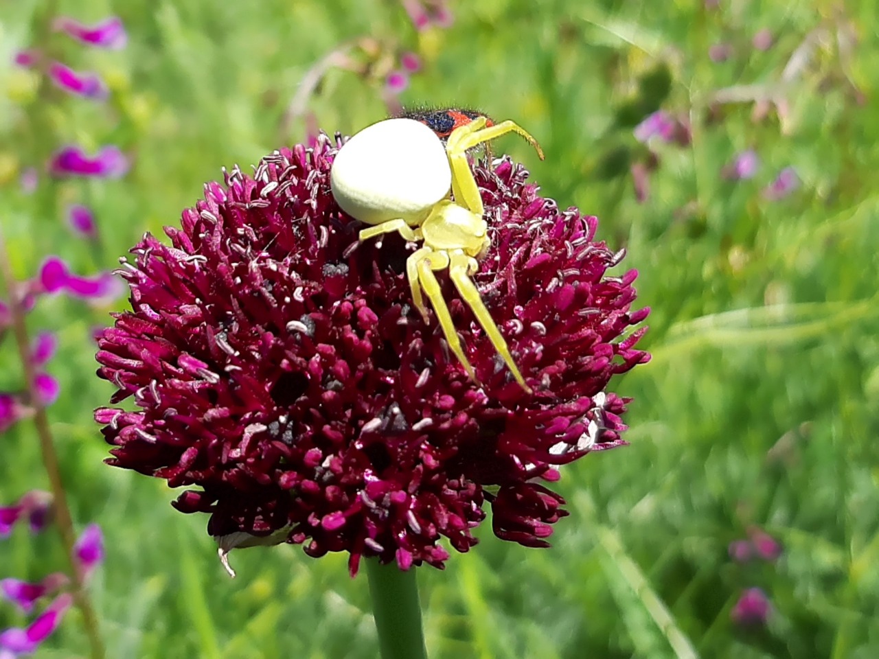 Misumena vatia
