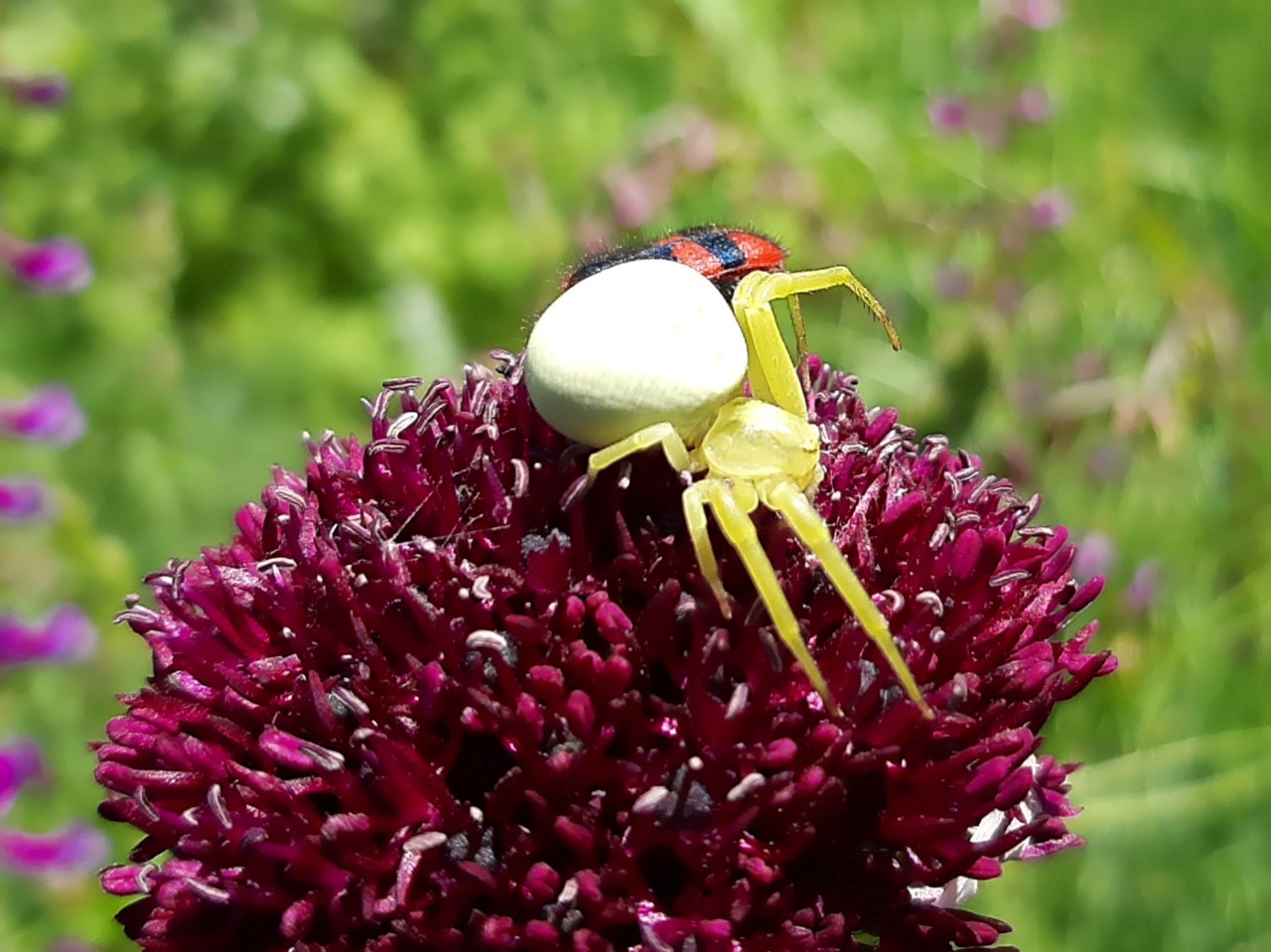 Misumena vatia