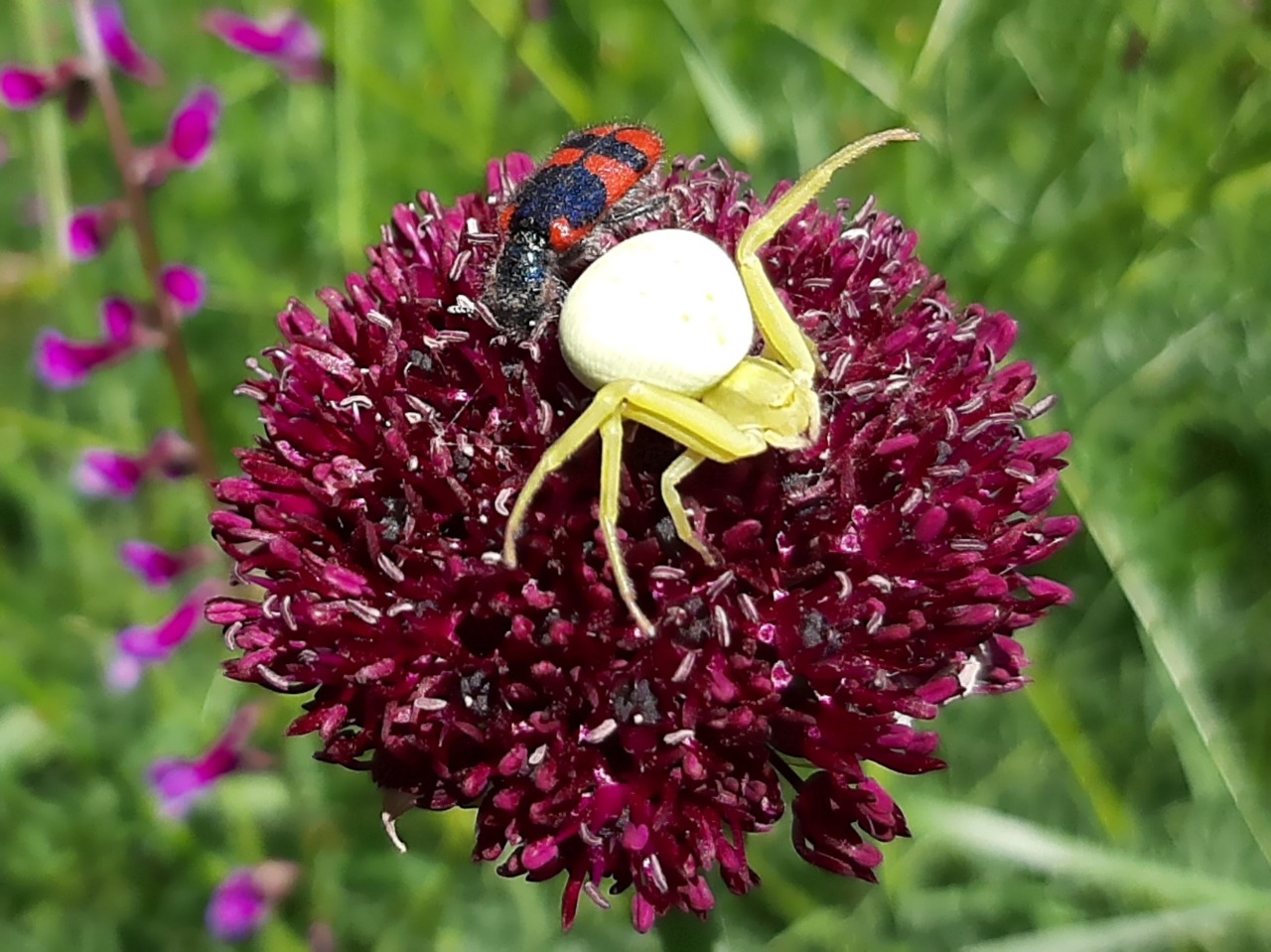 Misumena vatia