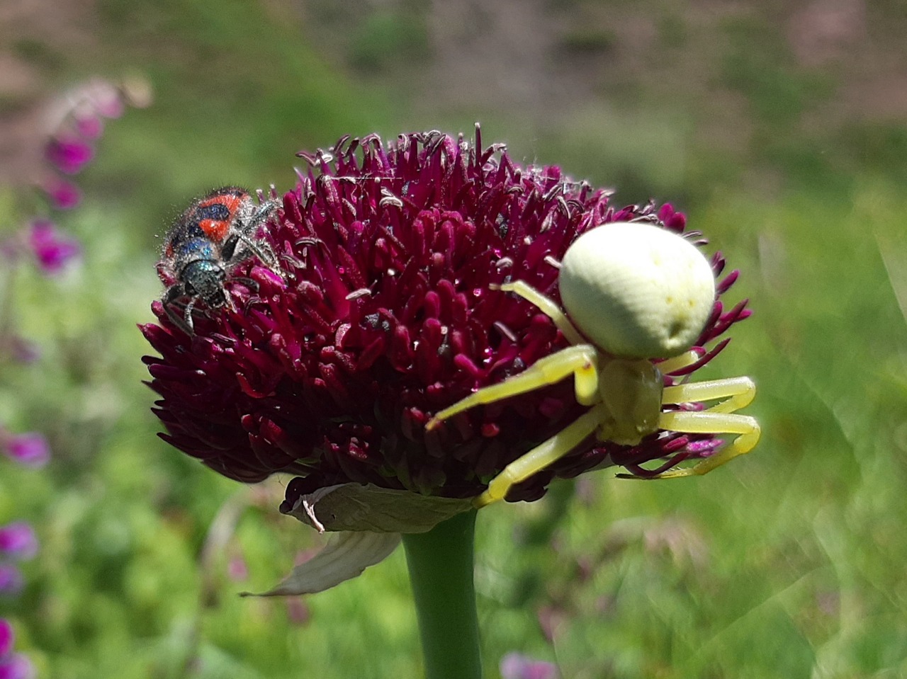 Misumena vatia