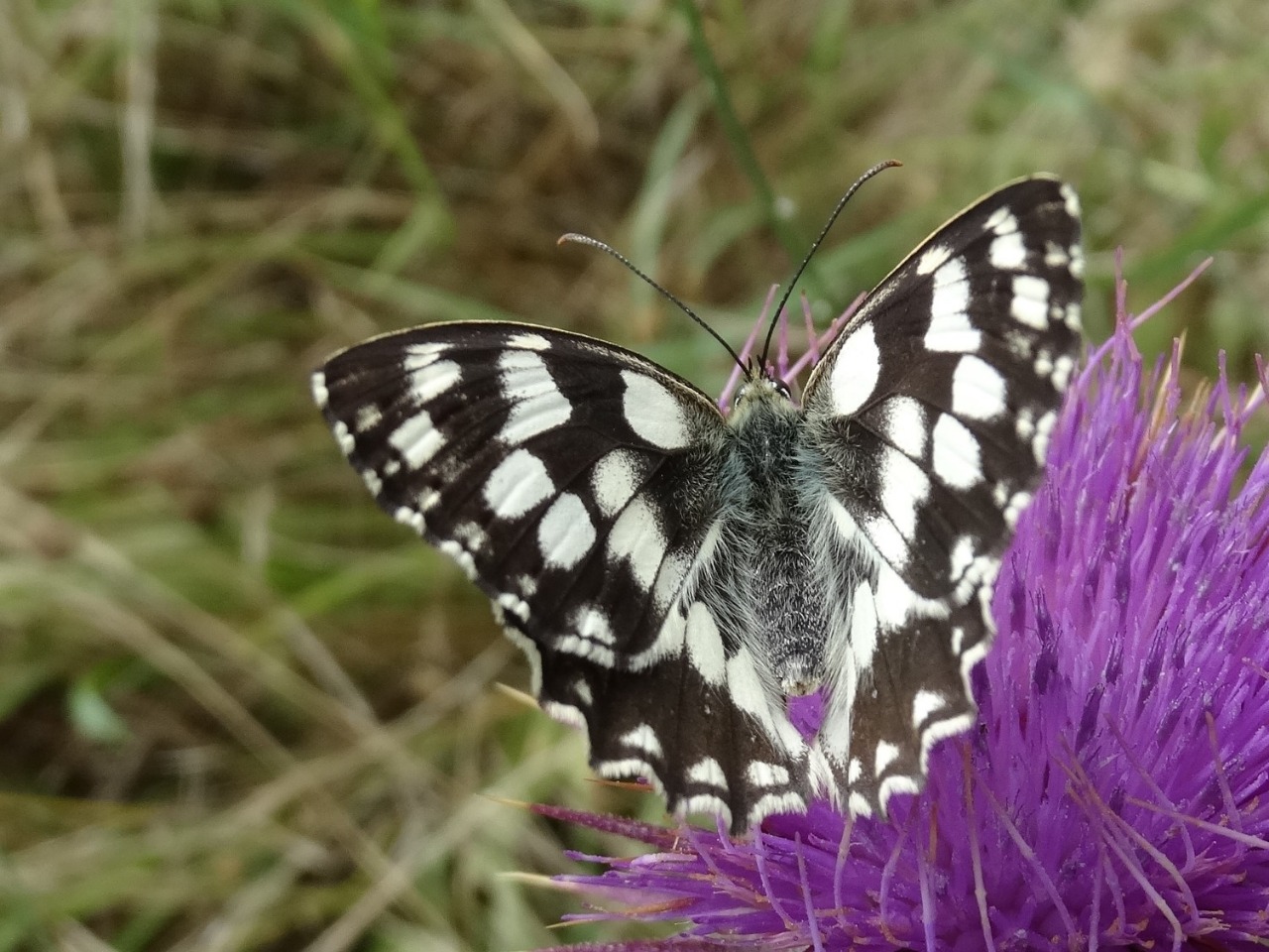 Melanargia galathea