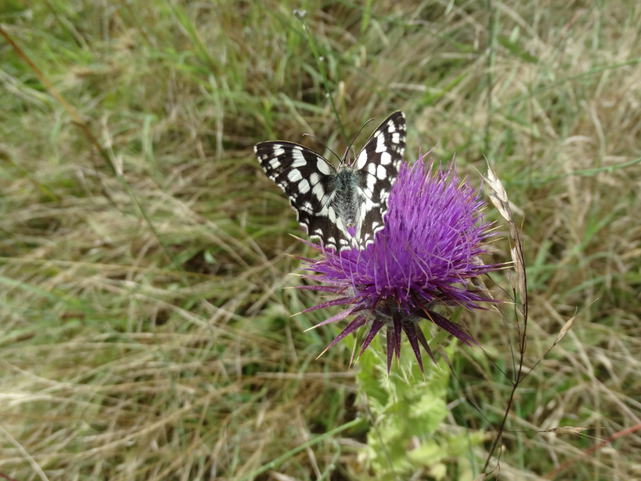 Melanargia galathea