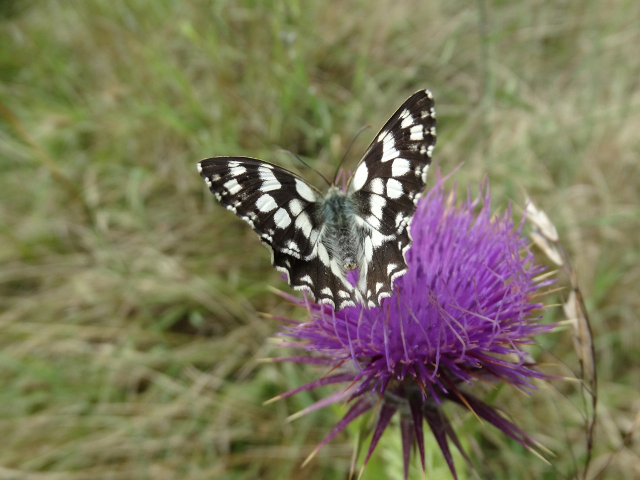Melanargia galathea