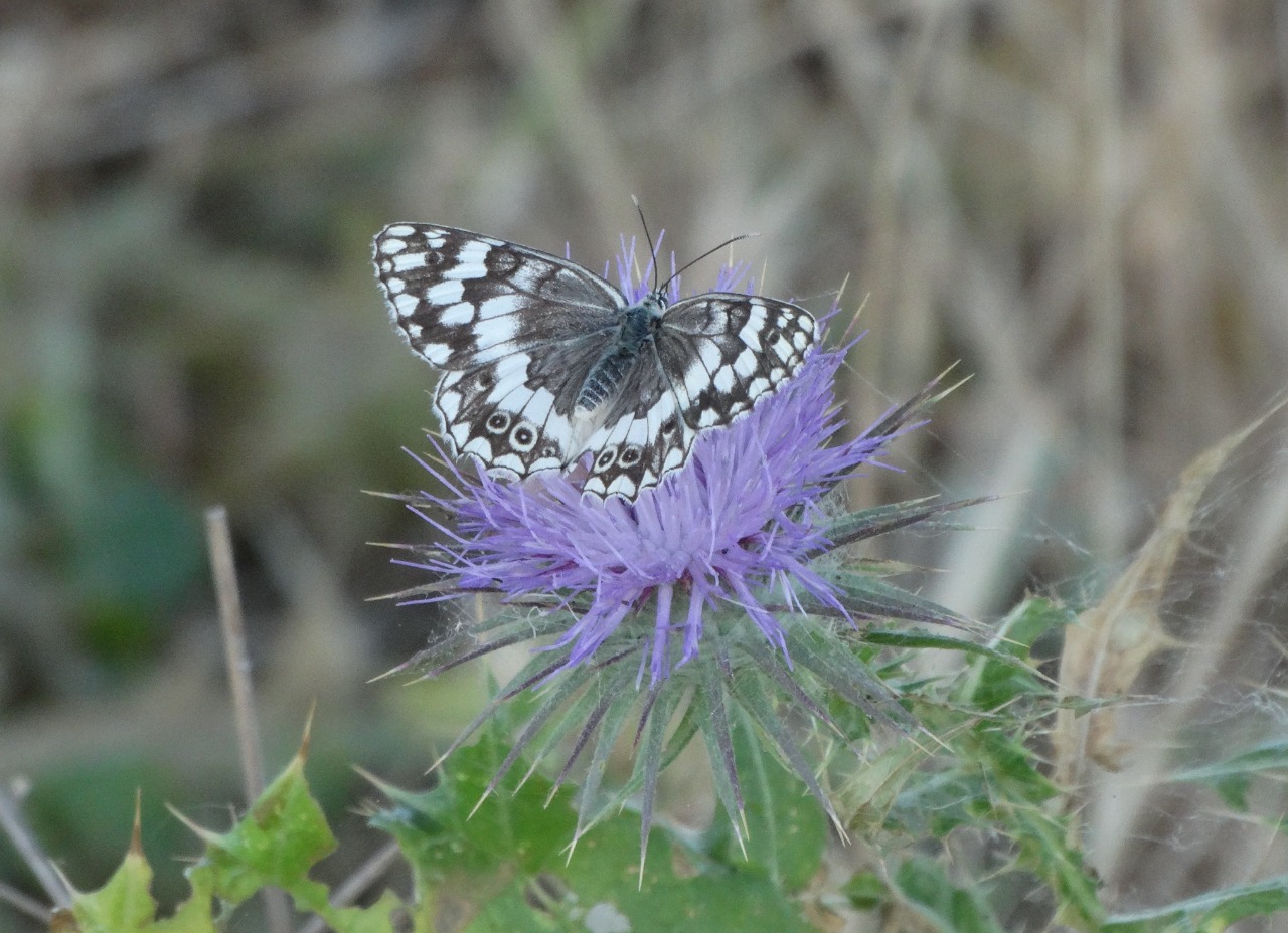 Melanargia galathea