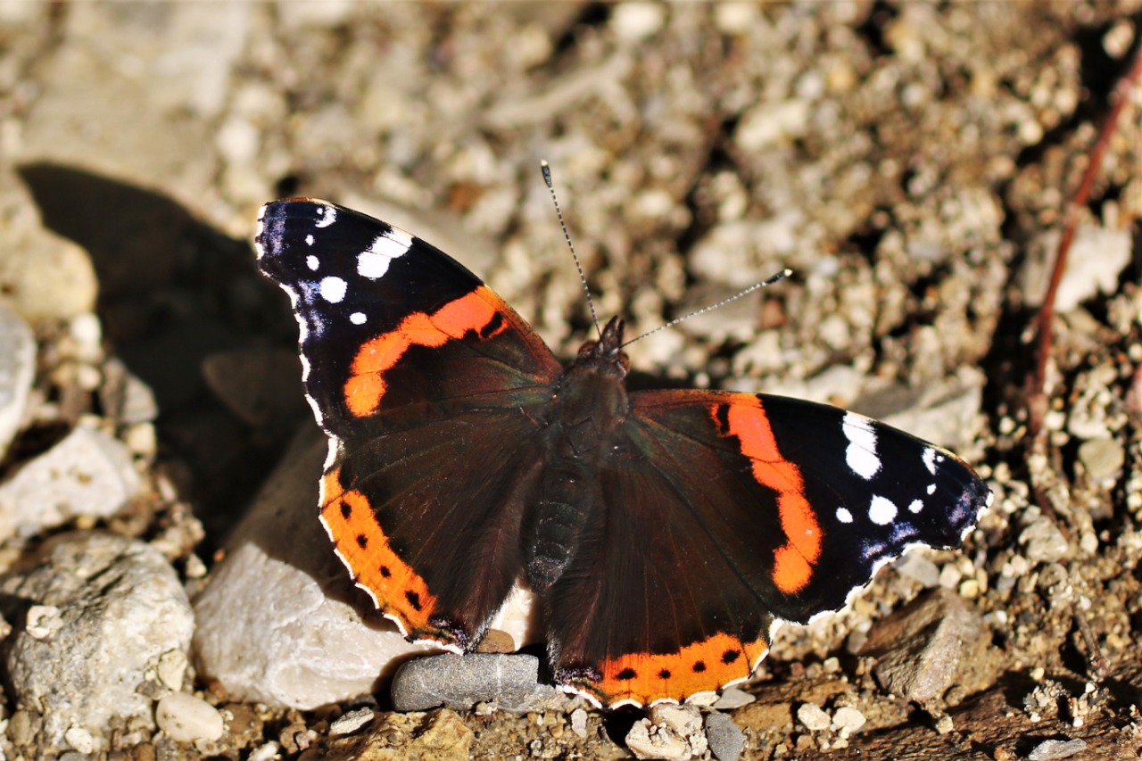 Vanessa atalanta