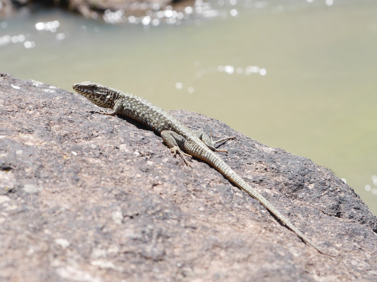 Podarcis muralis